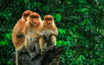 Hong Kong & Borneo